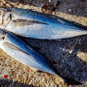 Europese horsmakreelvisserij in de Zuidelijke Stille Oceaan behaalt MSC-hercertificering
