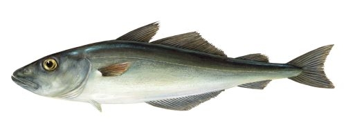 Illustratie van een koolvis soort