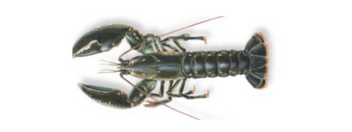 illustration d'une espèce de homard