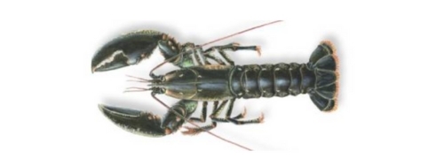 homard-rich-text illustration d'une espèce de homard