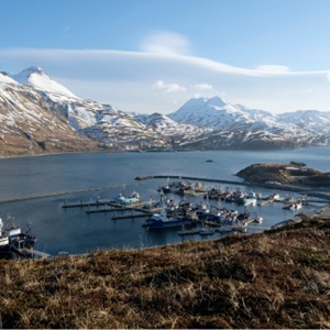 Onbekende held: Alaska koolvis