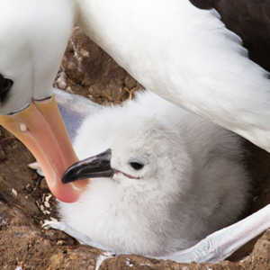 Bijvangst van zeevogels beperken