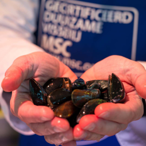 Certificeringsproces visketen