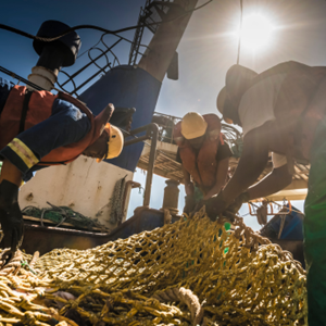 De impact van MSC-visserijen in cijfers