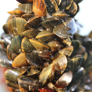 En savoir plus sur les moules