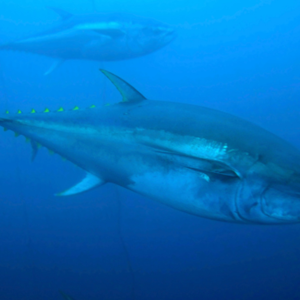 MSC's strategische werk op tonijn