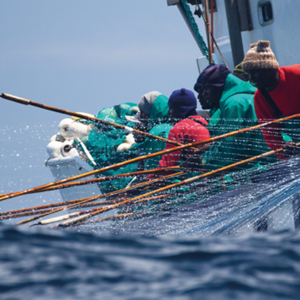 Het MSC Improvement program