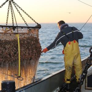 Nederlandse mosselen: duurzame landbouw op zee