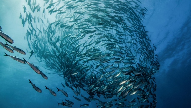 Qu'est-ce que la pêche durable ?