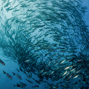 Wat is duurzaam vissen