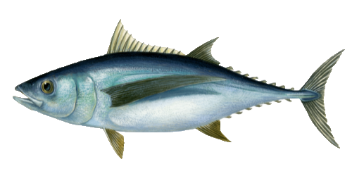 illustratie van een Albacore tonijn