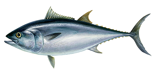 illustratie van een Atlantische blauwvin tonijn