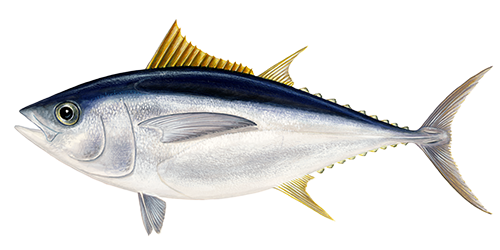illustratie van een grootoog tonijn
