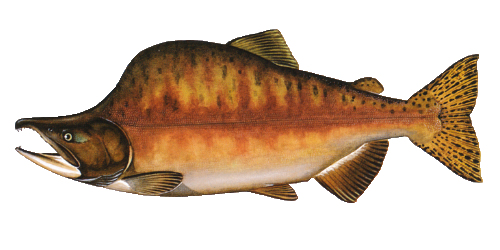 illustratie van een roze zalm