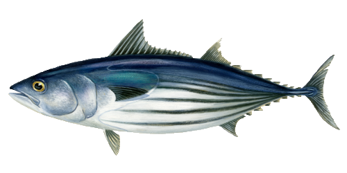 illustratie van een skipjack tonijn