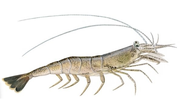 Crevette de la mer du Nord