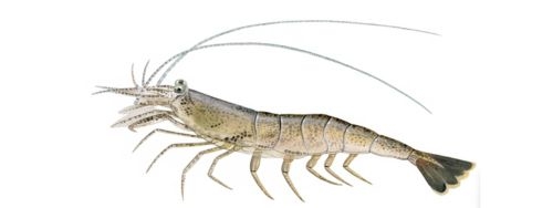 Illustration d'une crevette de la mer du Nord