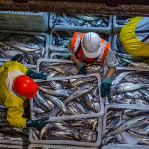 The Fishing Community & What it’s like to Work in the Seafood Industry