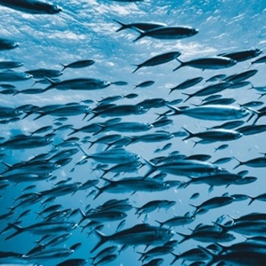 MSC-gecertificeerde vissoorten in België