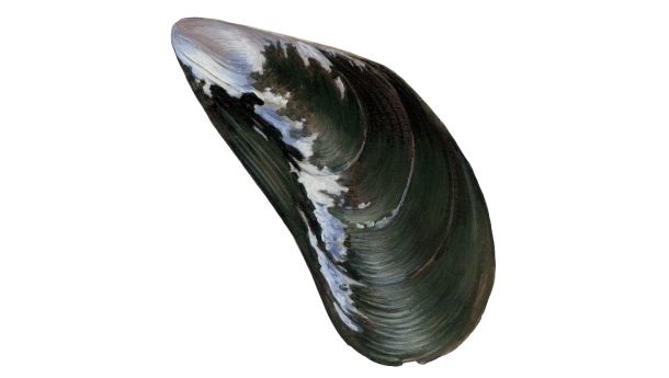 Mossel