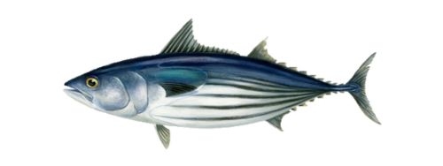 Illustration du thon