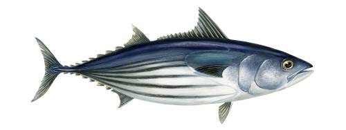 Illustratie van een tonijn soort
