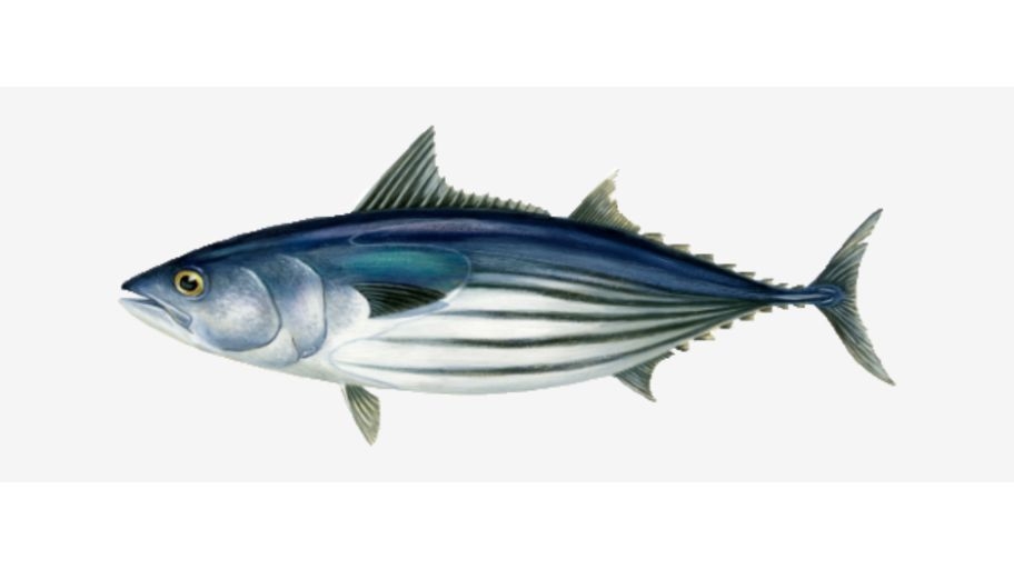 Illustratie van een skipjack tonijn