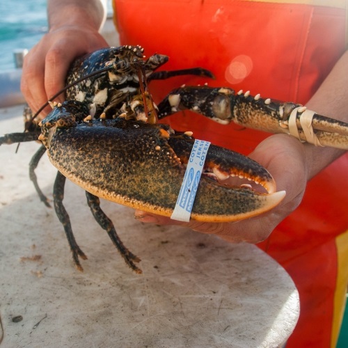 Plus de connaissances, des homards plus gros