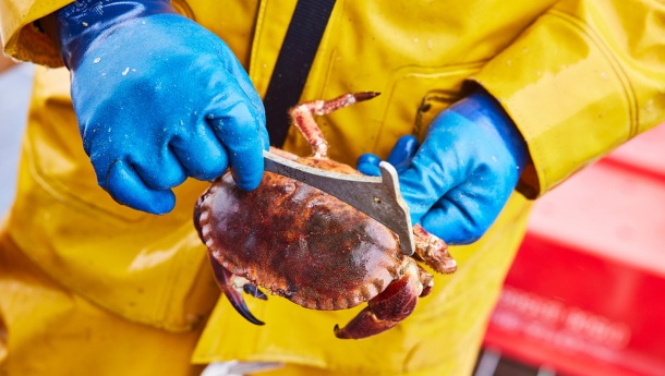 MSC poursuit son plan pour une version mise à jour du Référentiel Pêcheries