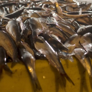 Overbevissing beeïndigen