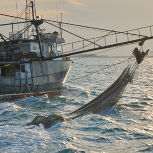 Qu'est-ce que la surpêche ?