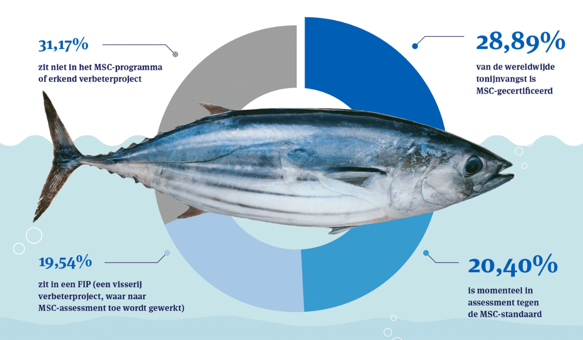 Tonijn infografiek