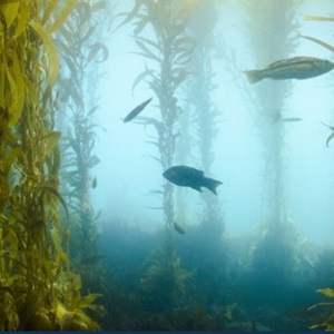 Marine ecology