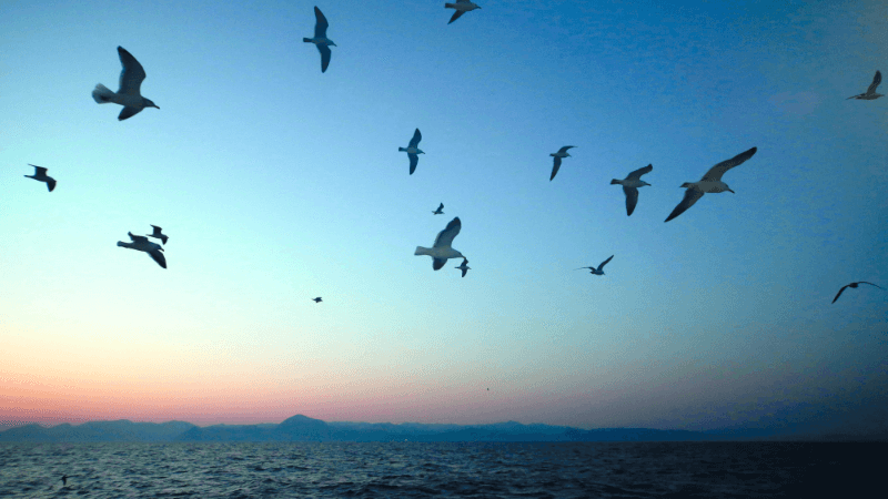 seagulls flying at sunset