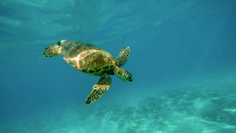 xmas-content25 turtle swimming in the ocean