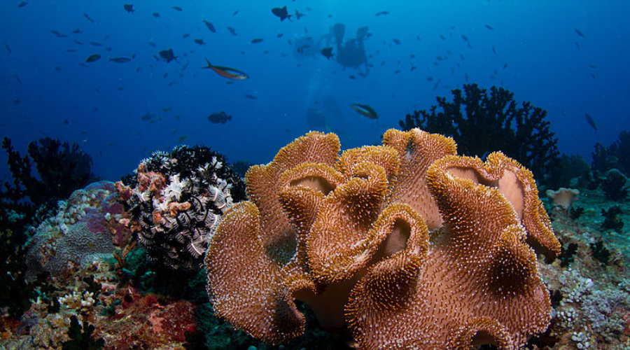 Soft coral on Maldives sea floor