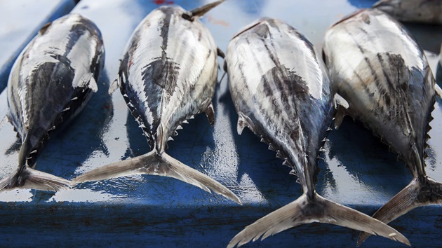 Marktupdate für nachhaltigen Thunfisch 2024 - DACH