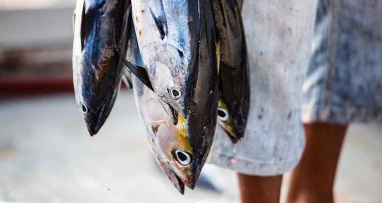 Tuna Maledives Tuna Maledives