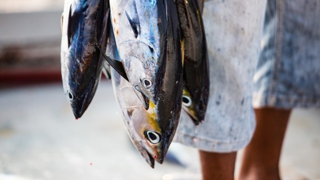 Malediven: Wegbereiter für ein modernes Bestandsmanagement von Thunfisch