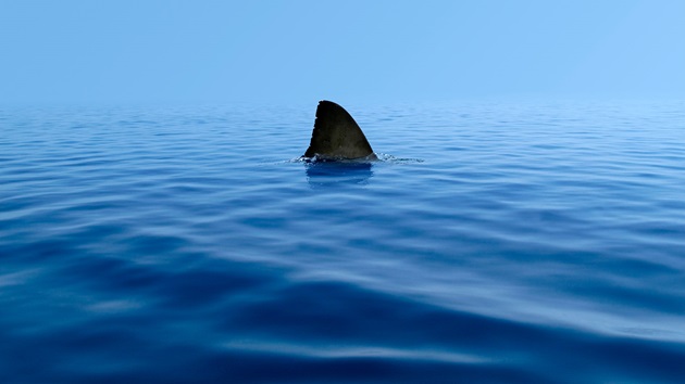 Fragen zu Fischarten