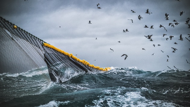 Warum die Überfischung der Meere uns alle angeht