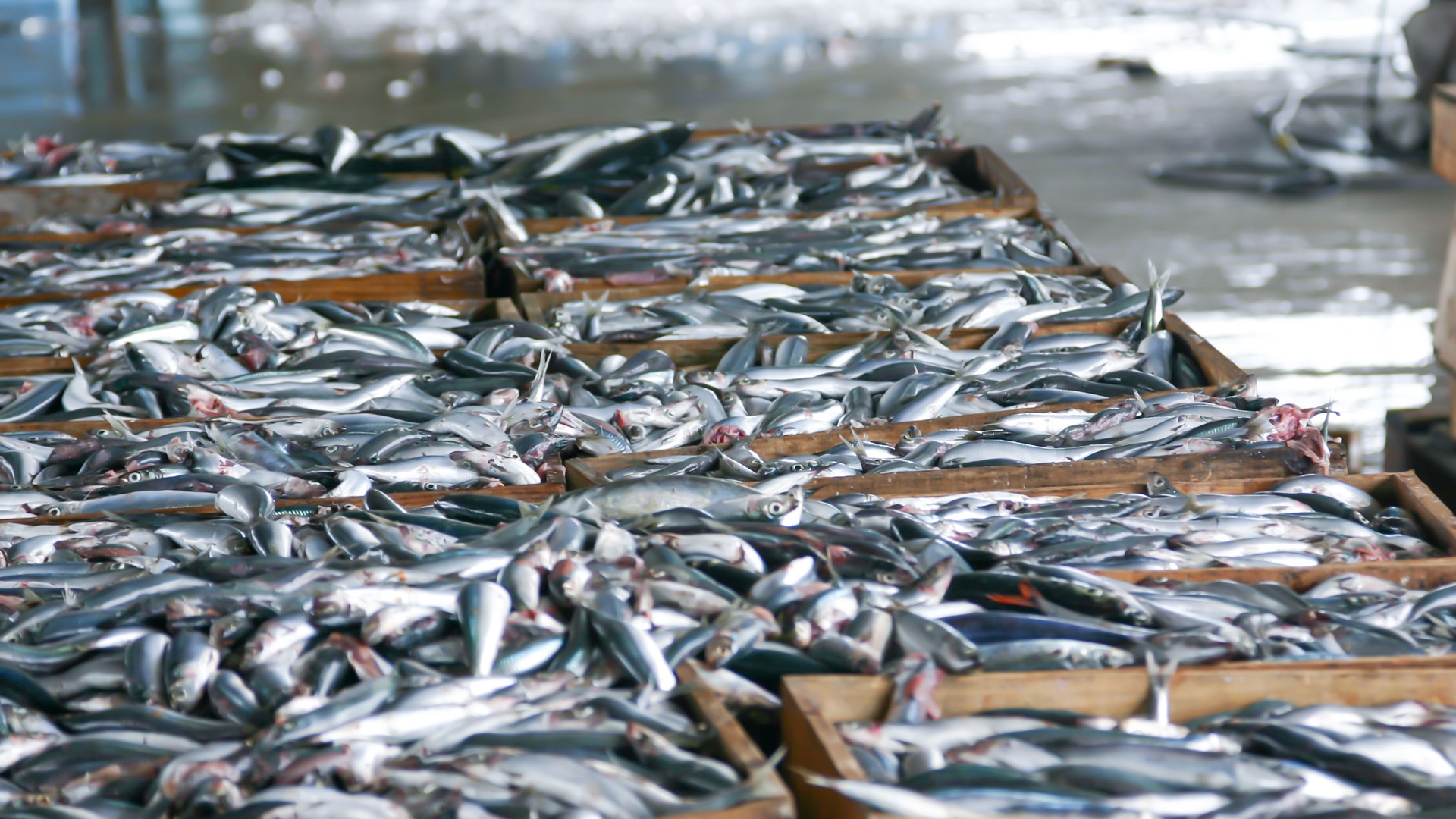 Überfischung der Meere | Marine Stewardship Council
