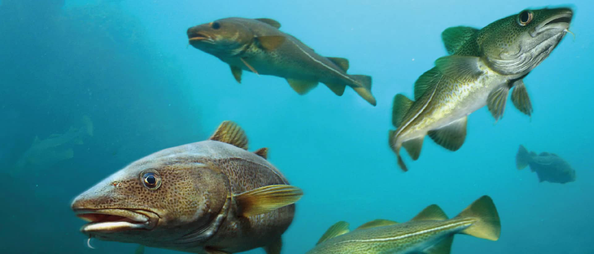 mehrere Kabeljau schwimmen im Meer