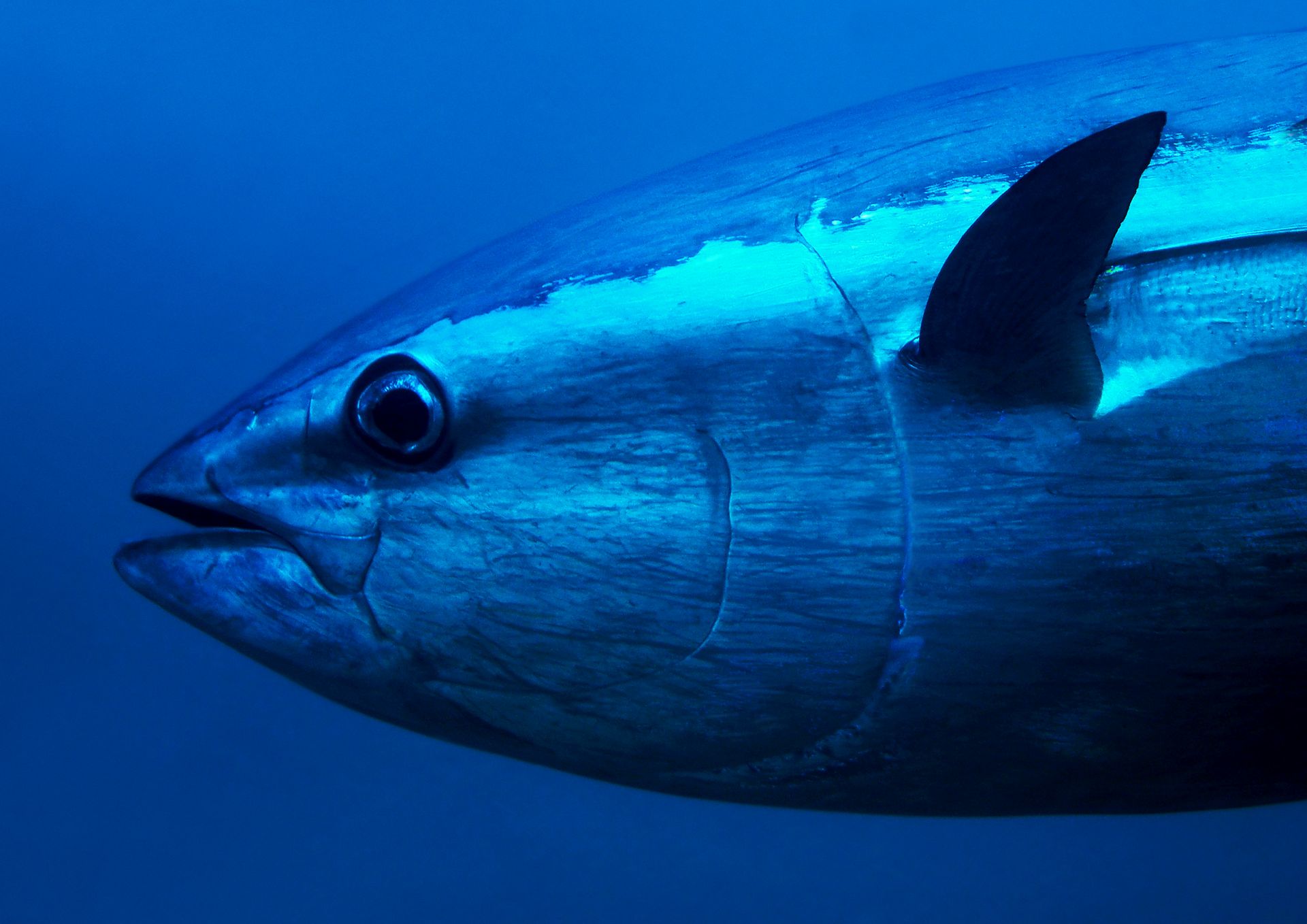 Metà della pesca di tonno proviene da fonti certificate sostenibili