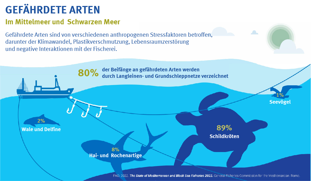 Überfischung im Mittelmeer: Gefährdete Arten