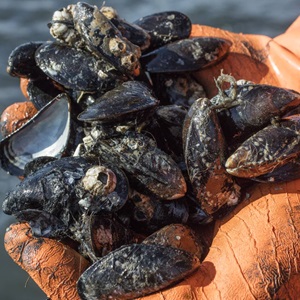 Miesmuschelfischerei in der Nordsee
