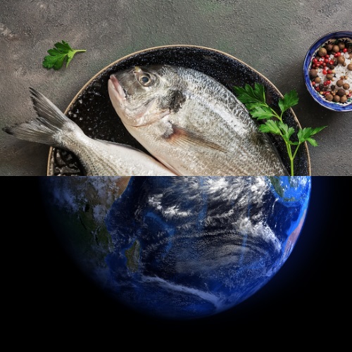 "Weniger Überfischung, mehr Nahrung"