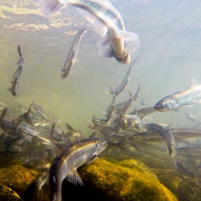 Eulachon Fische im Wasser