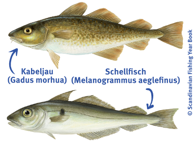 kabeljau-schellfisch-barentssee Kabeljau und Schellfisch Zeichnungen aus dem Scandinavian Fishing Yearbook