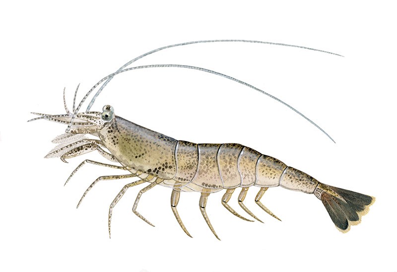 Crangon crangon Nordseegarnele